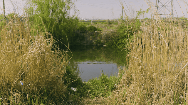 Quiet river surrounded by tall grass
