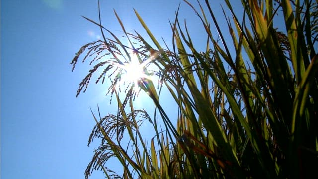 Close-up of ripe rice stalks against blue sky