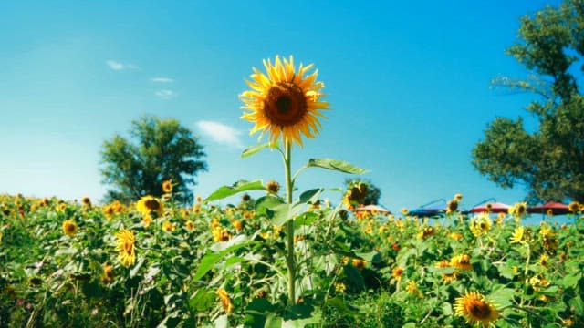 햇살 가득한 들판의 해바라기