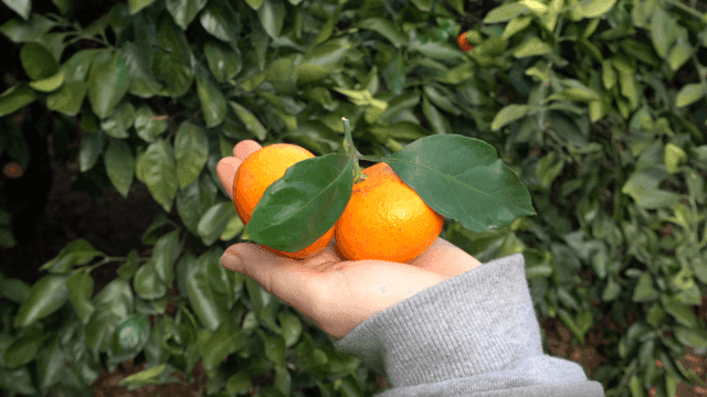 Person holding fresh tangerines in their hands at orchard