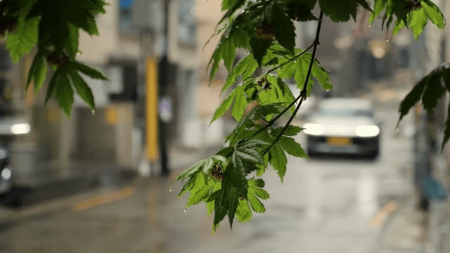 비 오는 거리 위 잎