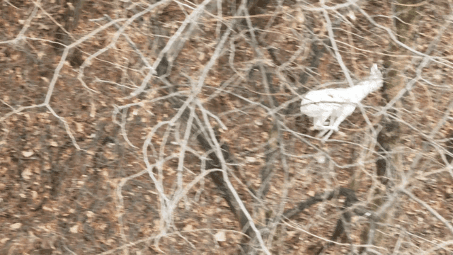 White deer running away in forest with dry leaves