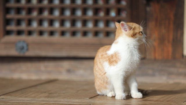 Kitten sitting on wooden floor licking its front paw