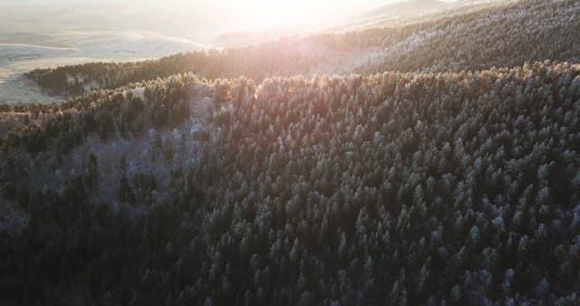 햇살이 비치는 숲 풍경