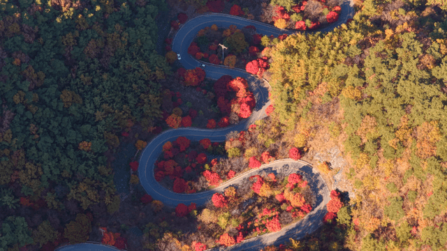 가을 숲을 가로지르는 구불구불한 도로