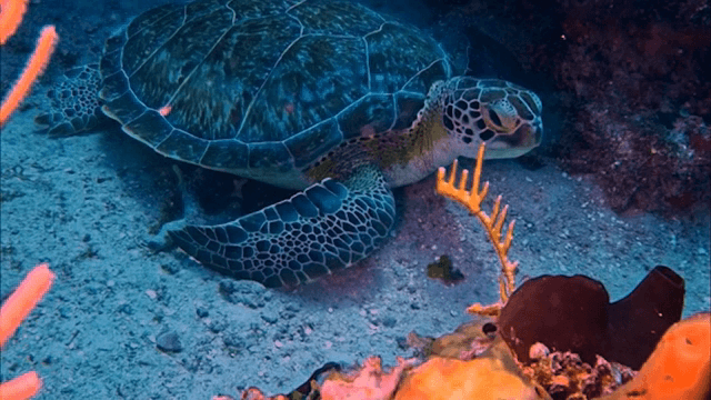바다 바닥에 쉬고 있는 바다거북