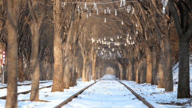 Snow-covered railway lined with trees