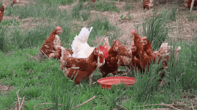 야외 잔디밭에서 먹이통에서 먹이를 먹는 닭들