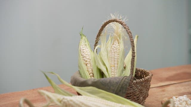 Freshly Harvested Corn Placed on Wooden Table