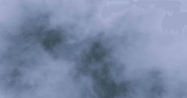 Foggy forest covered in fog