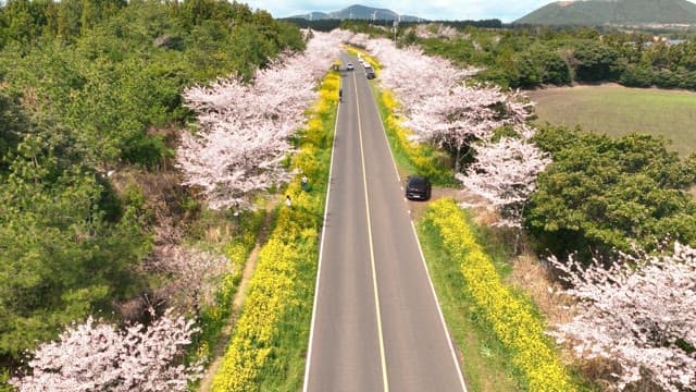 Scenic road lined with cherry blossoms