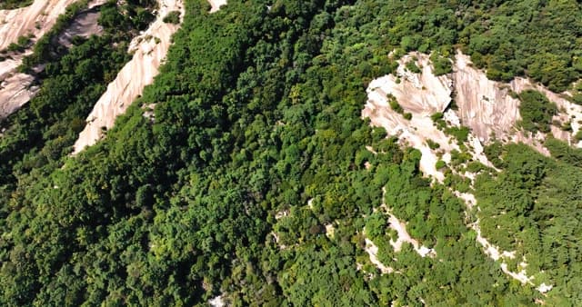 울창한 숲과 인근 도시 지역