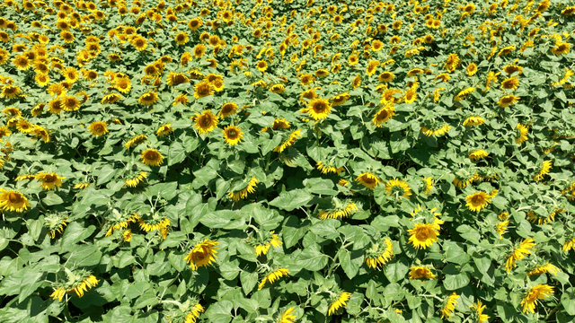 Sunflower field under clear sky