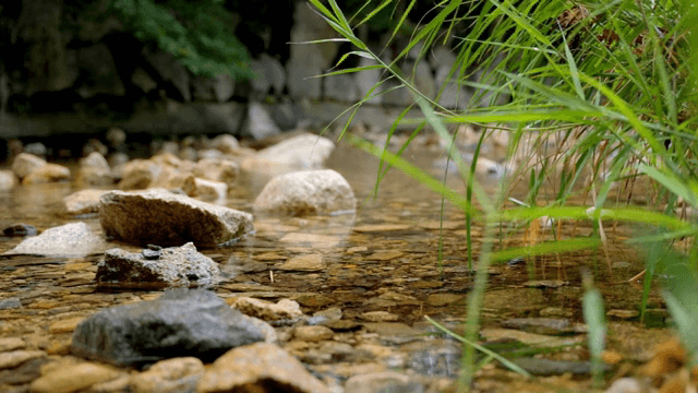 A tranquil stream with rocks and greenery
