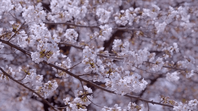 가지에 만개한 벚꽃