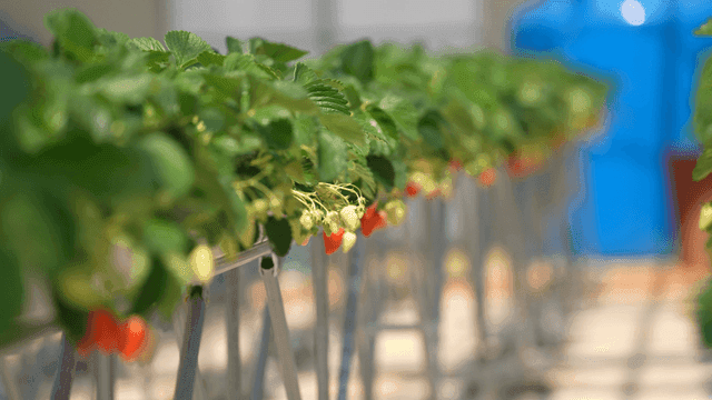 Strawberries grown in greenhouse