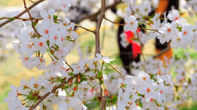 Cherry blossoms in full bloom on a sunny day