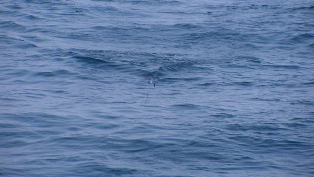 Sailfish being dragged into the sea on a fishing line