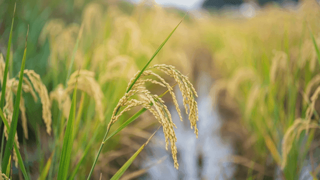풍성한 논의 황금빛 벼