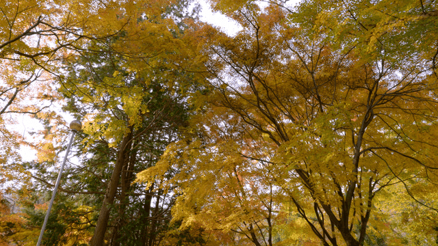 Colorful autumn trees in a forest