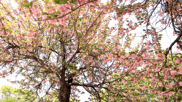 Cherry blossom petals falling in wind on sunny day