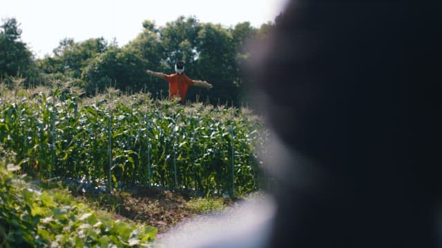 Person observing a scarecrow in a field