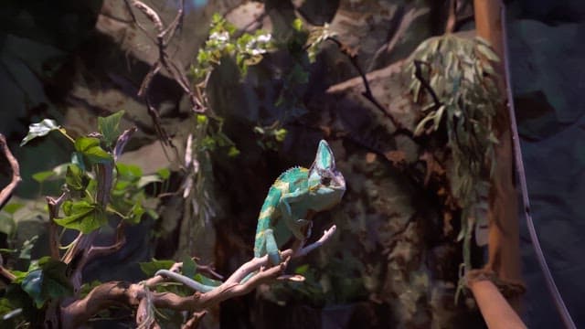 Chameleon perched on a branch in a dense forest environment