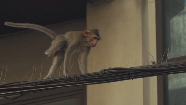 Monkey Carefully Walking on a Spiked Wire