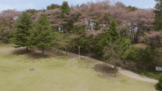 벚꽃이 뒤덮인 숲 언덕 풍경