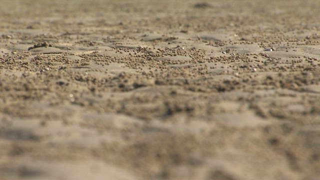 작은 게들이 돌아다니는 갯벌의 생태계