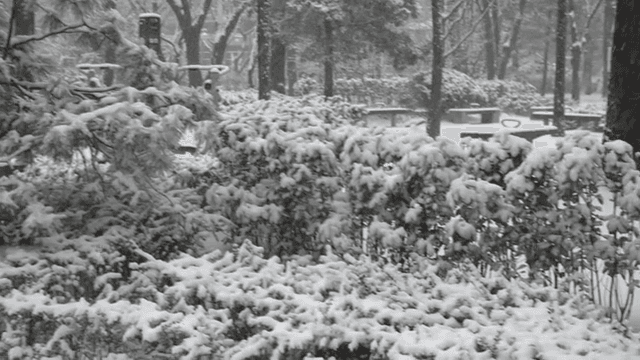 Snow-covered trees in a park