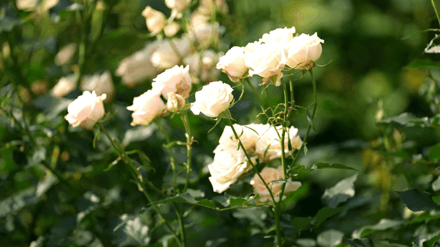 White roses blooming in a garden