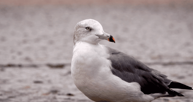 진흙 해안에 서 있는 갈매기