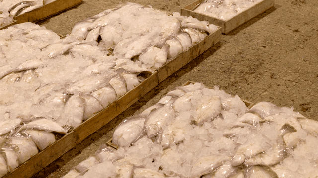 Fish packed in ice in wooden boxes