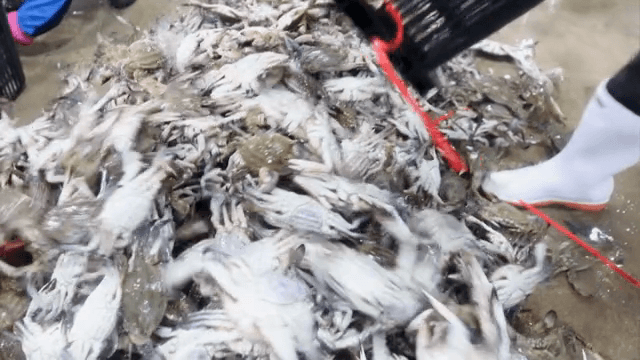 해산물 시장에서 게를 분류하는 모습