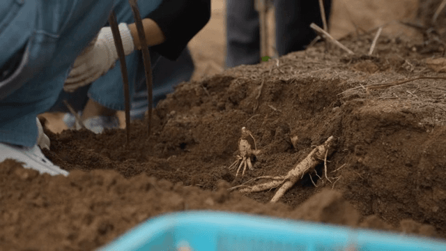사람들이 흙에서 인삼을 수확하는 모습