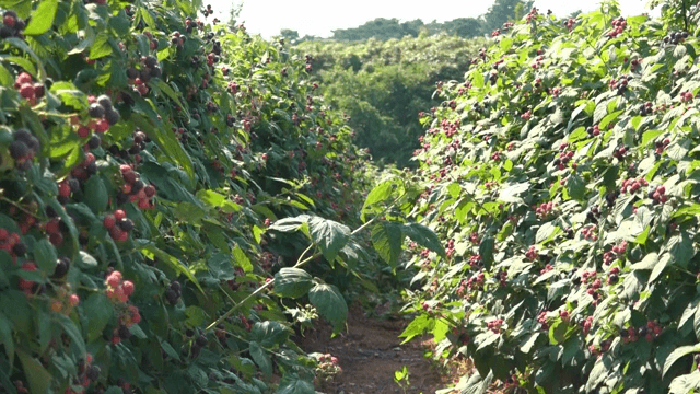 햇살 가득한 들판의 잘 익은 베리