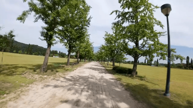 나무와 길이 있는 고요한 공원