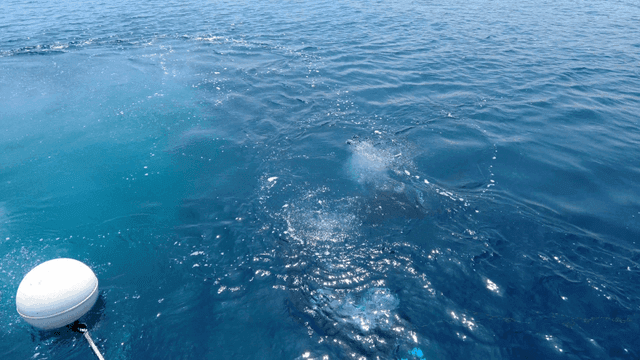 Sea where divers are near buoy