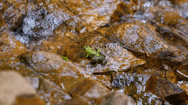 젖은 바위 위의 작은 녹색 개구리