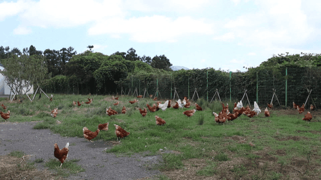농장 잔디밭에서 자유롭게 돌아다니는 닭들