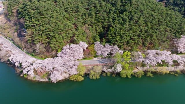 Cherry blossom trees along a forest road