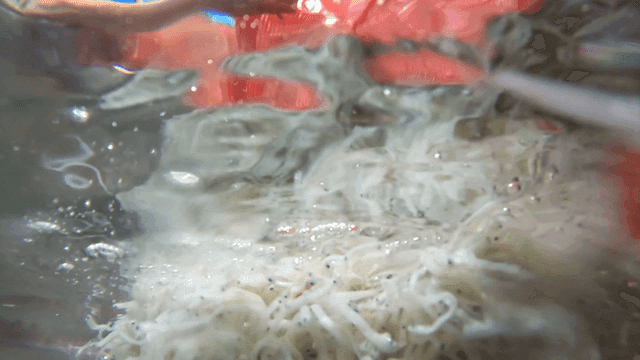 대야 물 속에 담긴 실치들