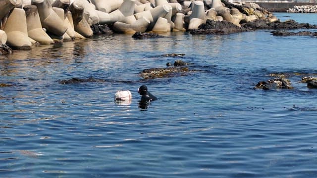 해안가에서 해산물을 채취하는 잠수부