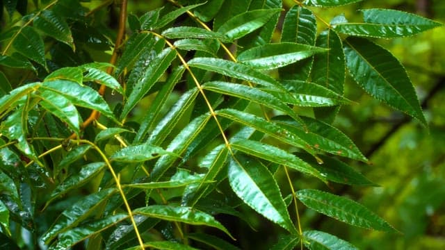 Green leaves with water droplets