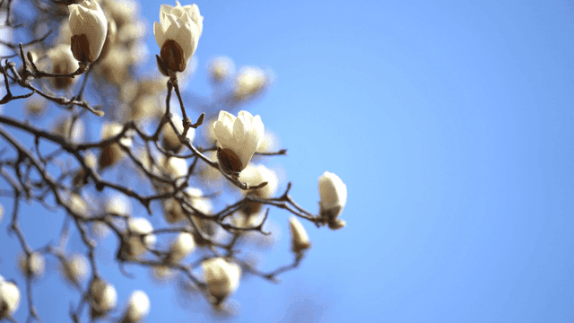 Magnolia blossoms against a clear blue sky