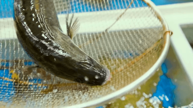 수조에서 그물에 잡힌 물고기