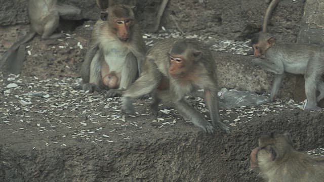 Monkeys Fighting on a Stone Structure in Ancient Temple