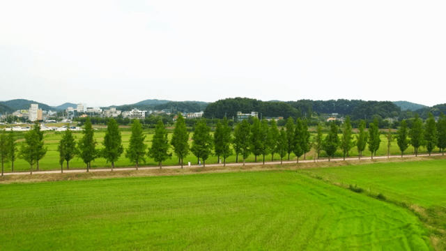 시골 길을 따라 늘어선 나무들