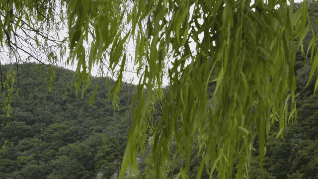 숲속에서 흔들리는 녹색 잎사귀